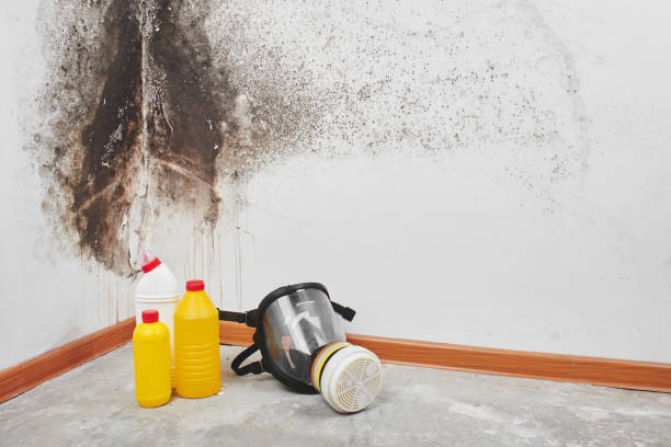 Best Mold Remediation  in Johnston City, IL