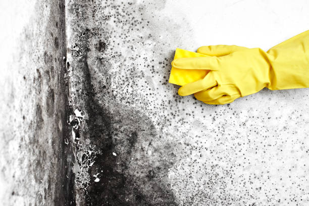 Best Local Mold Removal Service  in Johnston City, IL