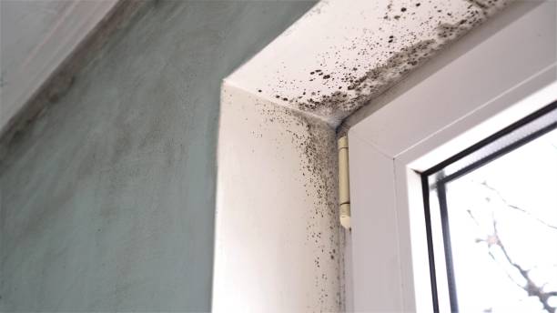 Best Fast Mold Removal  in Johnston City, IL