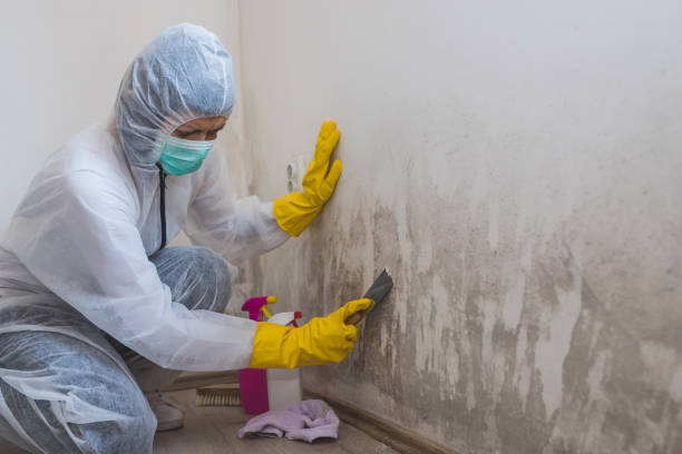 Best Certified Mold Removal  in Johnston City, IL
