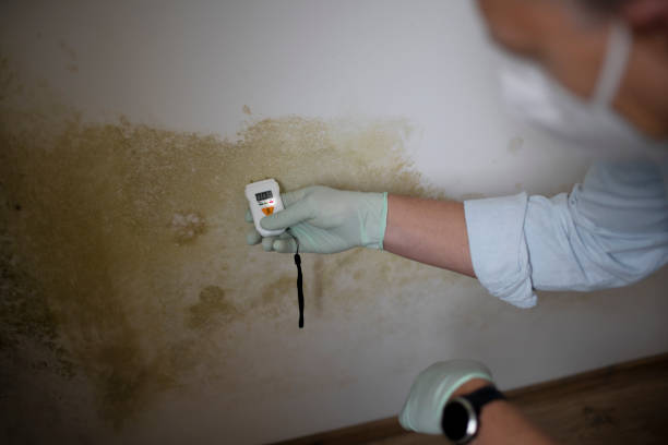 Mold Removal Process in Johnston City, IL