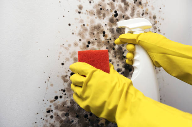Best Best Mold Removal Companies  in Johnston City, IL