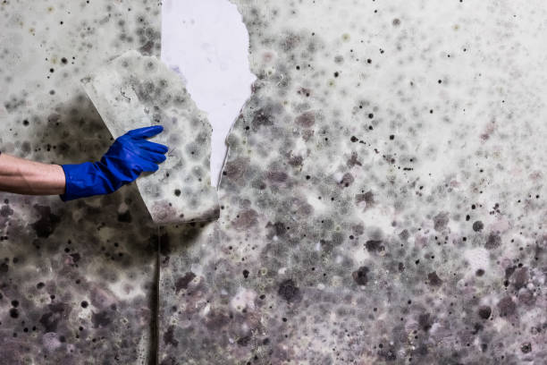 Best Mold Removal Company Near Me  in Johnston City, IL
