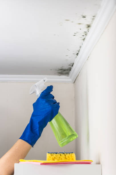 Best Water Damage Restoration  in Johnston City, IL